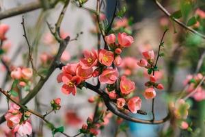 en träd med rosa blommor i de trädgård foto