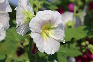 vit malva blommor foto