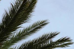 palmträd och blå himmel foto