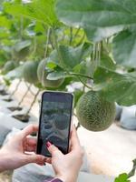 kvinna händer använder sig av smartphone för ta Foto med färsk melon i växthus melon odla.