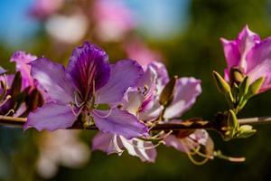 bauhinia variegata blomning vit och rosa träd i de gator av de stad av alicante i vår foto