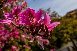 bauhinia variegata blomning vit och rosa träd i de gator av de stad av alicante i vår foto