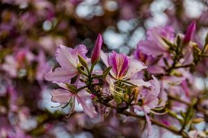 bauhinia variegata blomning vit och rosa träd i de gator av de stad av alicante i vår foto