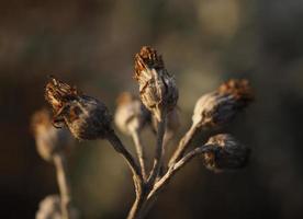 silver ragwort på vintern foto