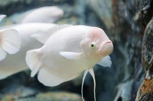 jätte gourami fisk, färsk vatten foto