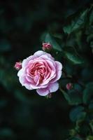 rosa reste sig i mörk kväll trädgård, piruett reste sig dammig rosa blomma med knoppar, vertikal ram foto