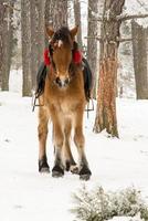 ponny på snö foto