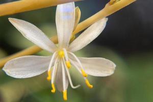 bakgrund vit blomma av klorofytum comosum makro foto