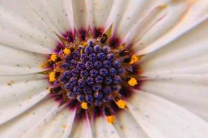 makro Foto bakgrund med vit afrikansk daisy blomma