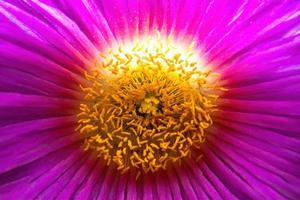 bakgrund makro Foto av rosa blomma av kattens klo carpobrotus edulis