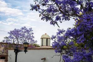 rustik hus med lila blommor av jacaranda mimosifolia foto