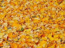 gula löv faller, höstlöv faller, en matta av gula löv