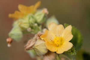 flannel weed sida cordifolia blommor foto