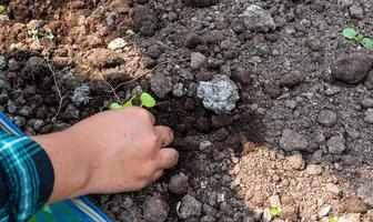 närbild jordbrukare kvinna hand plantering gro med de grön sallad i bördig jord. foto