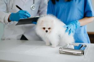 två doktorer är granskning honom. veterinär medicin begrepp. pomeranian i veterinär klinik. foto