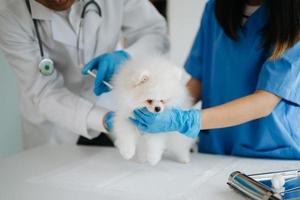 två doktorer är granskning honom. veterinär medicin begrepp. pomeranian i veterinär klinik. foto