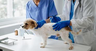 två doktorer är granskning honom. veterinär medicin begrepp. shih tzu hund i veterinär klinik. foto