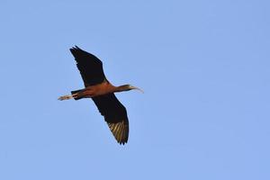 blank ibis - plegadis falcinellus, crete foto