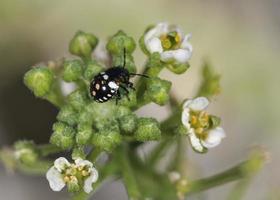 nezara viridula, allmänt känd som den södra gröna stinkbuggen, södra gröna sköldbuggen eller den gröna grönsaksbuggen, Kreta foto