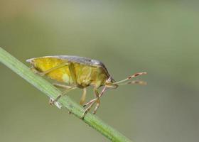 nezara viridula, allmänt känd som den södra gröna stinkbuggen, södra gröna sköldbuggen eller den gröna grönsaksbuggen, Kreta foto