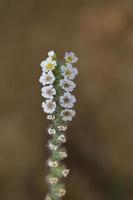 heliotropium hirsutissimum, familjen boraginaceae, Kreta foto