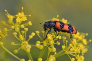 trichodes är ett släkt av rutiga skalbaggar som tillhör familjen cleridae, Grekland foto