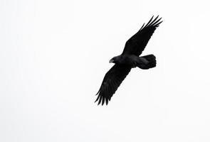 raven - corvus corax, crete foto