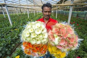 bangladesh december 07, 2017 en jordbrukare samlar och visas några gerbera blommor för försäljning i en gerbera blomma trädgård på savar, dhaka. foto