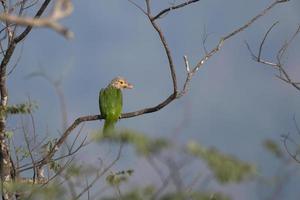 linjerad barbet eller psilopogon lineatus observerats i rongtong i väst bengal Indien foto