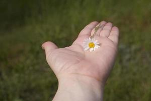 daisy på hand foto