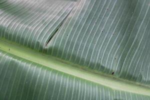 grön banan blad textur Foto