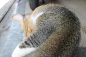 Foto av en katt sovande avslappnad