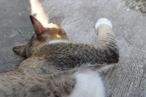 Foto av en katt sovande avslappnad