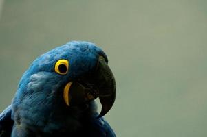 papegoja fågel djur- foto
