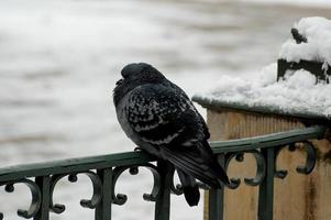 vild fri duva Sammanträde på en staket i en vinter- snöig landskap i de bakgrund foto