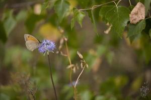 liten brun fjäril Sammanträde på en sommar blå blomma i en äng foto