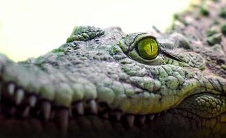 krokodilhuvud med tandig mun och gula ögon på nära håll foto