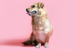 glada leende mongrel röd hund på en rosa färgbakgrund foto