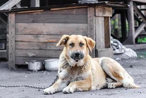 stor kedjad hund ligger bredvid en träbås foto