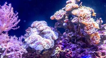 korall rev i akvarium foto
