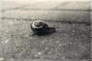 en liten ensam snigel gående på en grå gammal trottoar foto