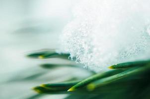 snö på gröna grenar, makro närbild bakgrund, natur flora klimat vinter och vår foto