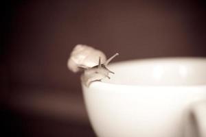 en små snigel vandrande på en whitee kopp foto
