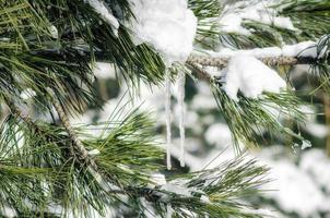 istappar på snöiga grenar av gran på nära håll, natur kall vinterbakgrund
