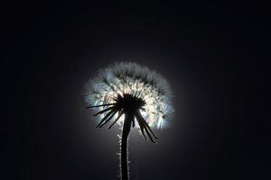 skön texturerad bakgrund av taraxacum officinale maskros mot ljus foto