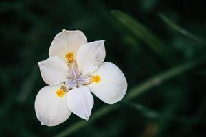 makro Foto av dieter iridioides med mörk blad bakgrund