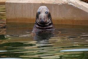 spelar sparade täta i en Zoo i polen foto