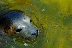 spelar sparade täta i en Zoo i polen foto