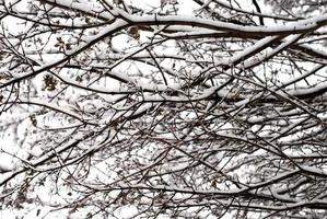 vinter- träd bakgrund foto