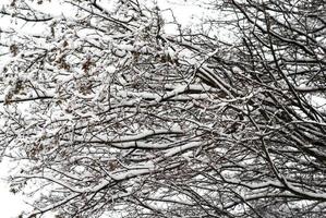 vinter- träd bakgrund foto